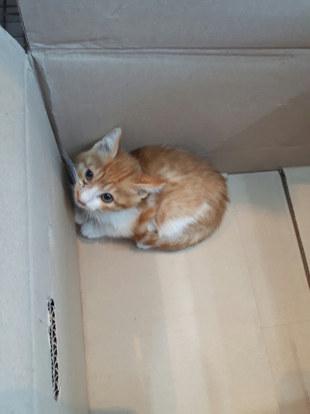 한국 고양이 이미지 파일 입니다.